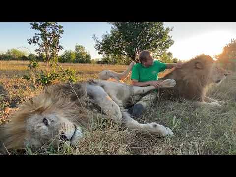 Видео: Со львами Чуком и Геком ОТДЫХАЕШЬ ДУШОЙ !
