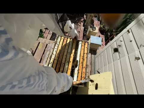 Видео: Австралийский улей, пустая рамка в разрез гнезда. Хорошо или плохо? Australian flow hive.