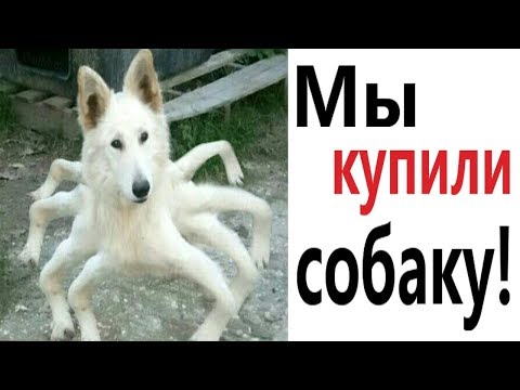 Видео: Лютые приколы. МЫ КУПИЛИ СОБАКУ!!! Попробуй не засмеяться! РЖАКА ДО слёз! – Domi Show!