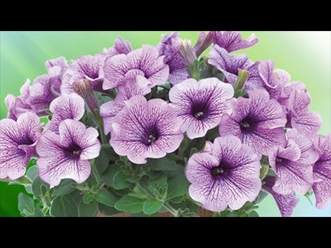 Видео: Чем подкормить сурфинию и петунию для обильного цветения!