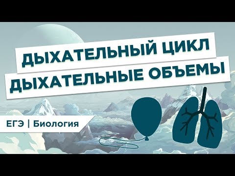 Видео: Что такое ДЫХАТЕЛЬНЫЙ ЦИКЛ И ОБЪЕМЫ l ЕГЭ Биология | Даниил Дарвин | Вебиум
