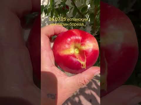 Видео:  Нектарин бореал  / Беларусь. 