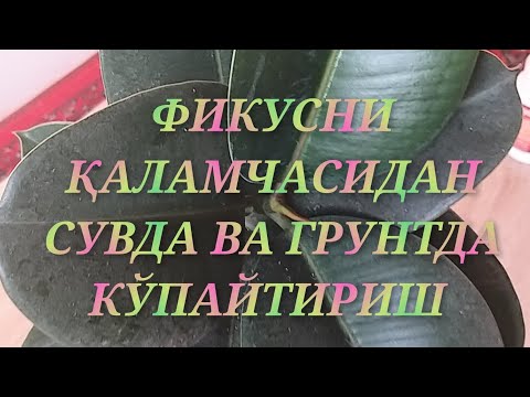 Видео: ФИКУСНИ ҚАЛАМЧАСИДАН КЎПАЙТИРИШ.