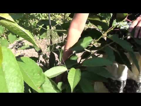 Видео: Как вырастить черешню  Формировка по типу Испанский куст. Часть 1