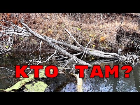 Видео: Кто Живет в КОРЯГАХ ОСЕНЬЮ? Подводная съемка