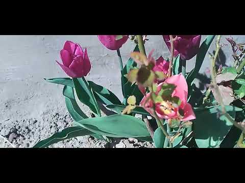 Видео: Цветы нас радуют на Пасху