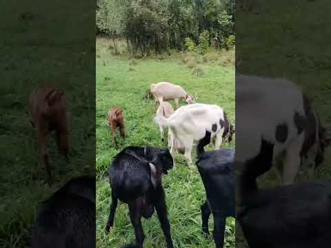 Видео: Копаю молоду картоплю