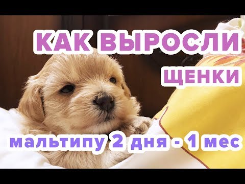 Видео: Отчет как выросли наши щенки за 1 месяц. Мальтипу - Дизайнерские собаки