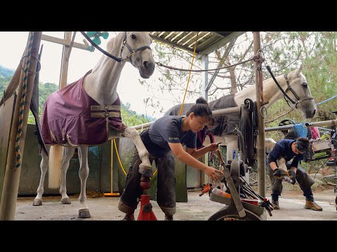 Видео: Процесс замены копыт лошади на Тайване
