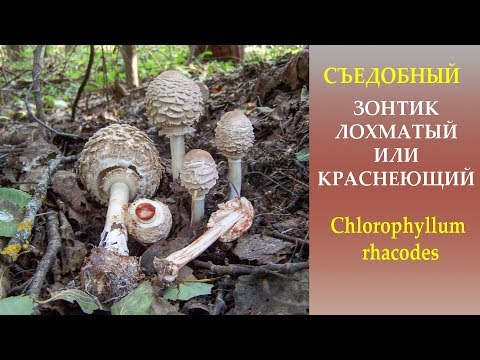 Видео: Съедобный Гриб-зонтик лохматый или краснеющий. - Chlorophyllum rhacodes