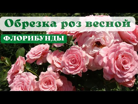 Видео: Розы флорибунда. Обрезка и формирование кустов весной.