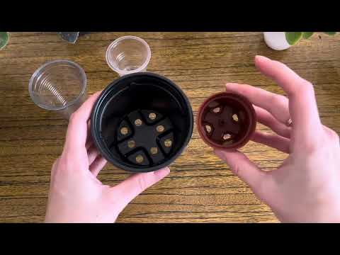 Видео: В какой горшок сажать фиалку #фиалки #уходзафиалками