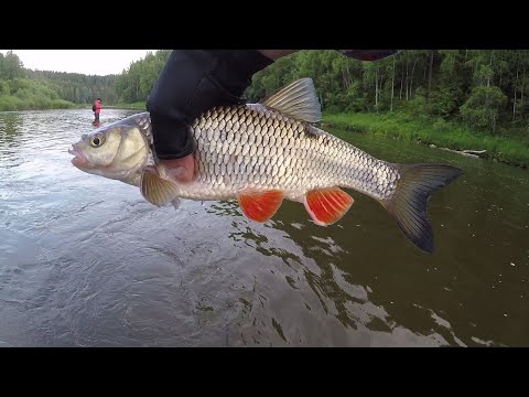 Видео: Голавль. СУПЕР-РЫБАЛКА на Чусовой