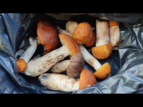 Видео: Грибной сезон на Среднем Урале