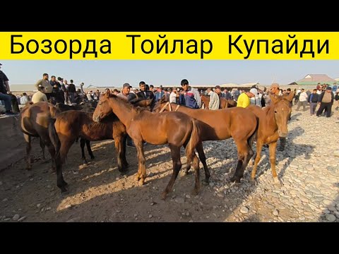 Видео: СУРХОНДАРЁ ОТ 🐎🐎🐎 БОЗОРИДА ТОЙЛАР КУП