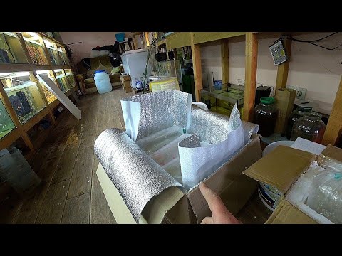 Видео: Уехала рыбка. Красного Неона на нерест. Что с рыбкой на круглосуточном кормлении трубочником?