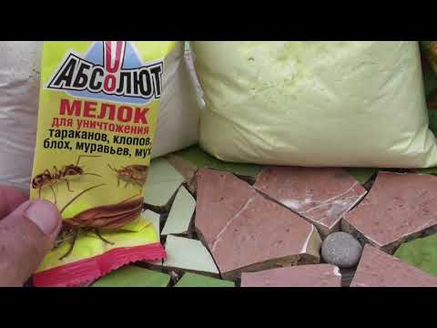 Видео: Что давать голубям в линьку! Полет разбойников!