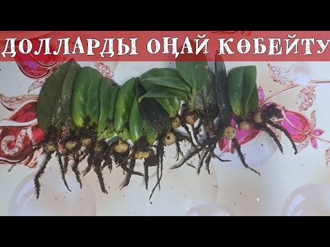 Видео: ДОЛЛАР ГҮЛІН ОҢАЙ ТҮРДЕ ЖАПЫРАҚТАН КӨБЕЙТУ