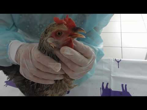 Видео: Клиническое исследование домашней птицы