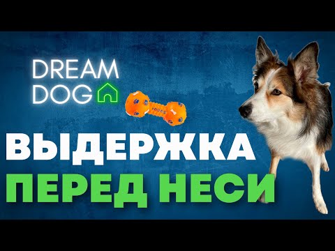 Видео: Выдержка перед Неси 🐶 Научить собаку ждать команду Апорт