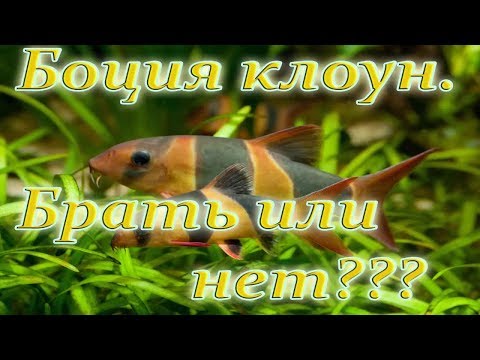 Видео: Вся правда о содержании боции клоун.