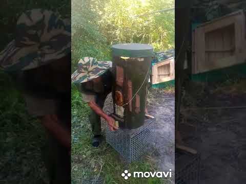 Видео: Колодное пчеловодство. Ловля лесных пчел в ловушку.