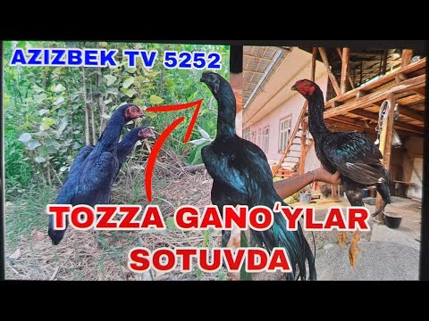 Видео: ГАНОЙ ХУРОЗЛАР СОТУВДА