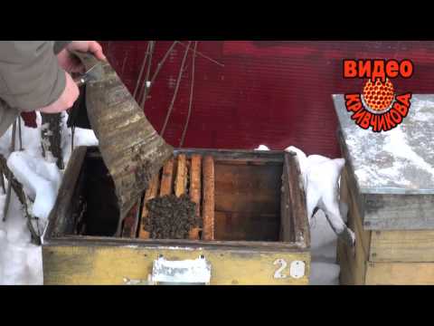 Видео: Объединение пчёл зимой