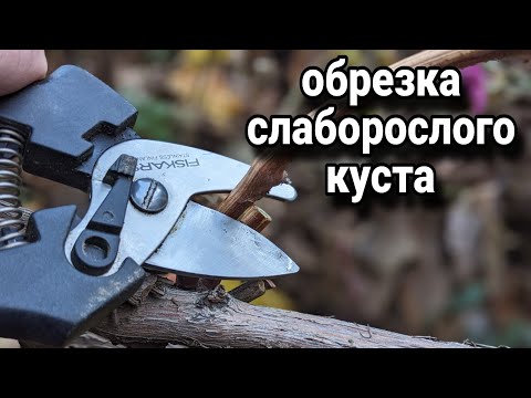 Видео: Обрезка, формировка слаборослого куста винограда. Урожаю быть! 👍🙃🍇