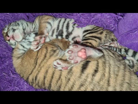 Видео: FAQ про ТигряТ/ Tiger cubs FAQ lll 2 выпуск