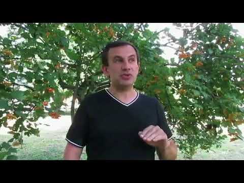 Видео: Шепетівський "курорт" & "мінералка"