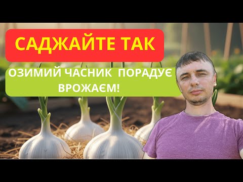 Видео: Прості речі які впливають на врожай часнику.