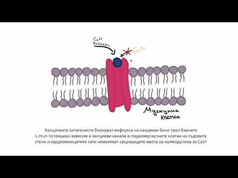 Видео: Калциеви антагонисти (4:50)┃teoriyata.com