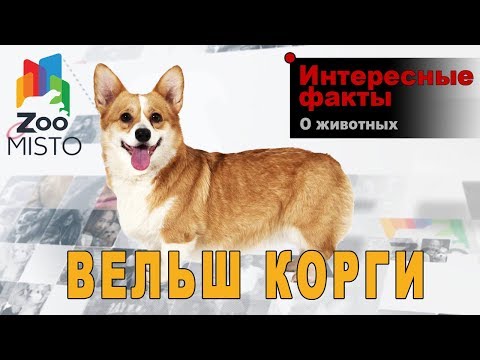 Видео: Вельш-корги - Интересные факты о породе собаки | Порода собаки вельш-корги