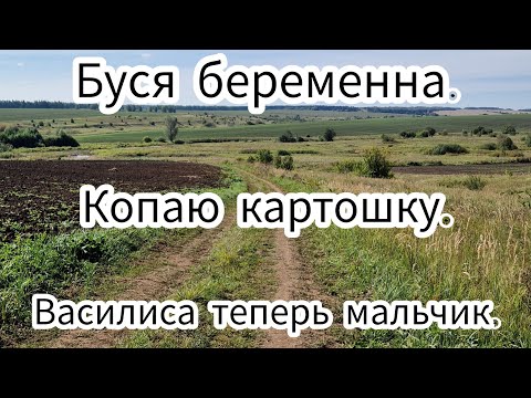 Видео: Копаю картошку. Буся беременна. Василиса теперь мальчик.