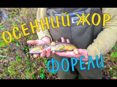 Видео: Форель в малых речках Тверской области. Осень 2019