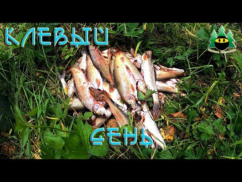 Видео: Клёвый день.