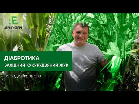 Видео: Діабротика (західний кукурудзяний жук): шкодочинність та методи боротьби | Поради експерта