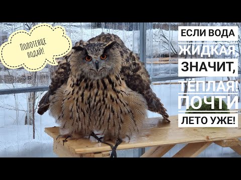 Видео: Сова Ёль решила, что погода восхитительна, и пошла купаться