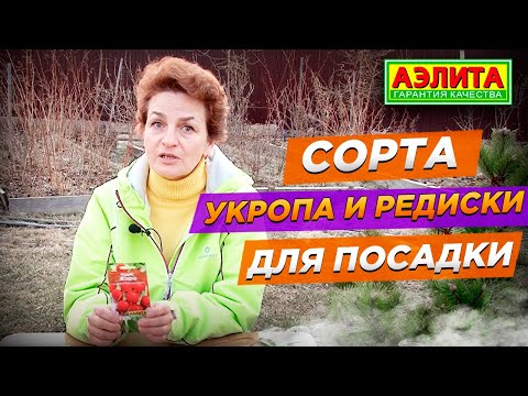 Видео: Сорта Укропа и Редиса для Посадки