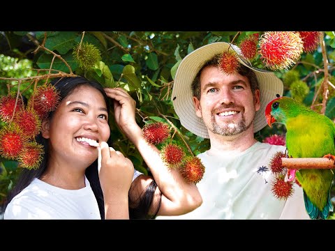 Видео: БОЛЬШОЙ УРОЖАЙ РАМБУТАНОВ / ПАРАЗИТЫ ЕДЯТ НАШИ РАСТЕНИЯ ЖИЗНЬ НА ОСТРОВЕ/ ФИЛИППИНЫ