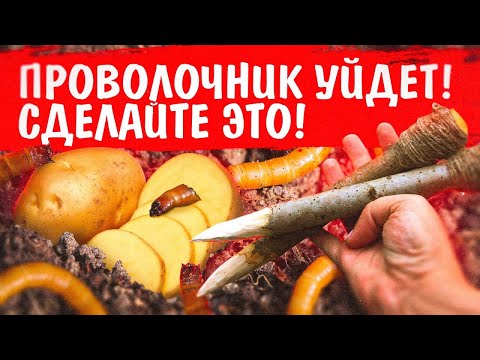 Видео: ПРОВОЛОЧНИК УЙДЕТ! ПРОВЕРЕННЫЙ СПОСОБ ОТ ПРОВОЛОЧНИКА НА КАРТОФЕЛЕ