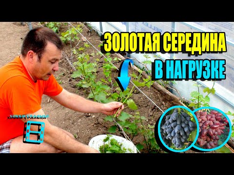 Видео: СКОЛЬКО ПОБЕГОВ ОСТАВЛЯТЬ НА ВИНОГРАДЕ? СКОЛЬКО ГРОЗДЕЙ ОСТАВЛЯТЬ? СЕВЕРНЫЙ ВИНОГРАДНИК 22-22