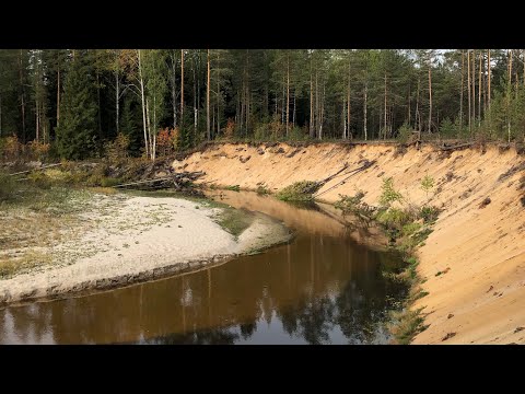 Видео: Заунжье. Грибы, клюква, брусника. Поклонный крест. Соленный ключик. Болота. Река Белый Лух.