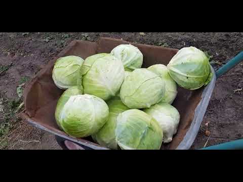 Видео: Урожай капусты , много ли выросло🤔