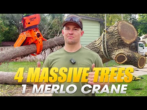 Видео: Другая служба по уходу за деревьями сдалась!