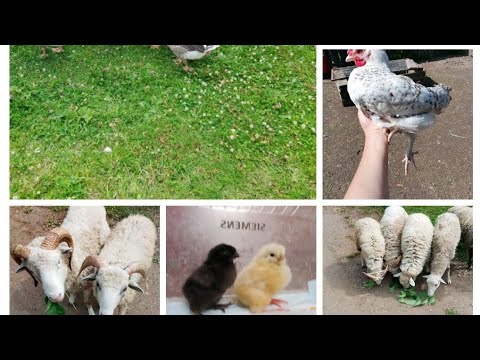 Видео: Деревенские будни. Кормление цыплят кур. Выпустил овец и гусей на улицу
