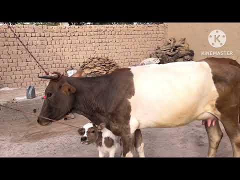 Видео: ⛔️Стоп Стоп ⛔️савдо шид