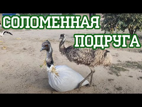 Видео: Ворон Археолог, который перекопал огород у бабушки