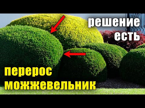 Видео: Переросший можжевельник? Стрижка растений, идеи для сада. Вечнозеленые растения. Ниваки, бонсай.